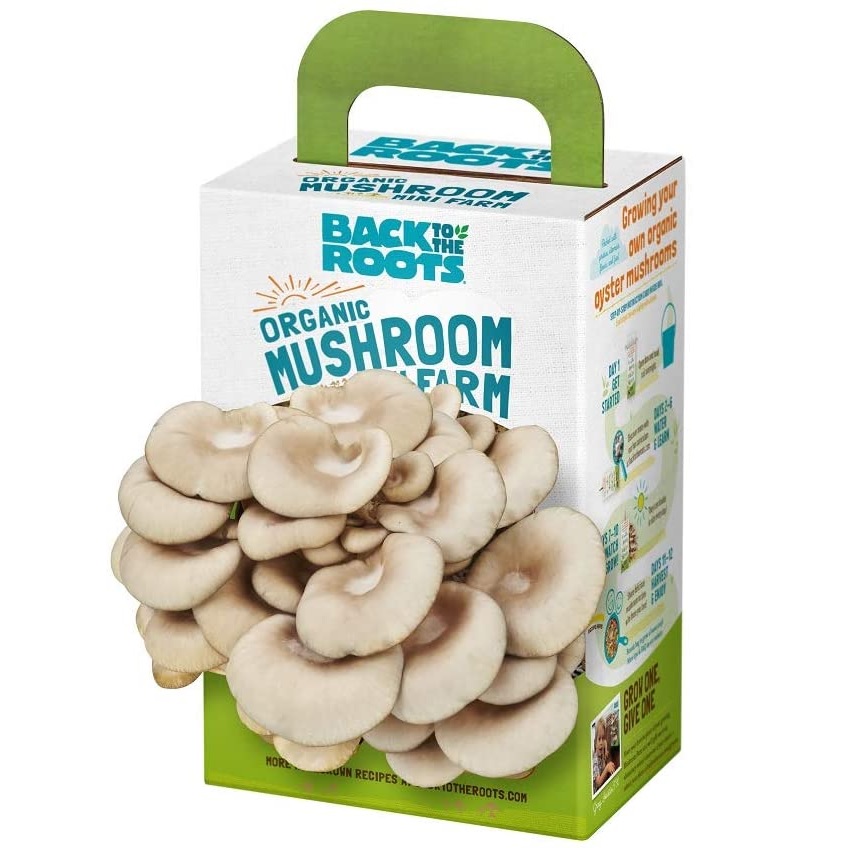 mushroom growing ki