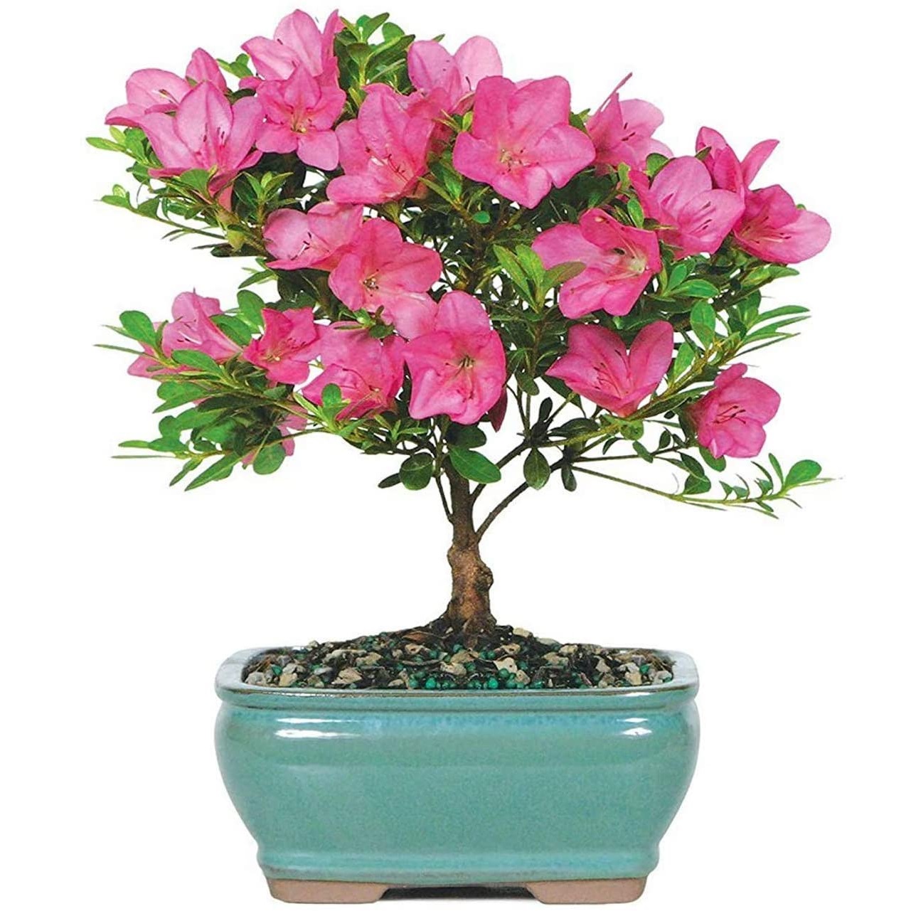 bonsai tree